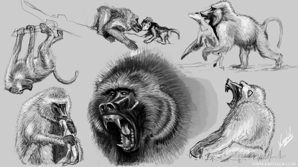 baboon_study