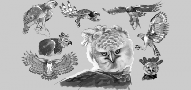 Drawing Study – Harpy Eagle